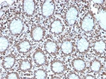 Histone H1 Antibody