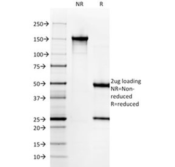 Histone H1 Antibody