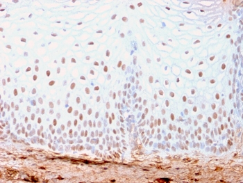 Recombinant SOX2 Antibody