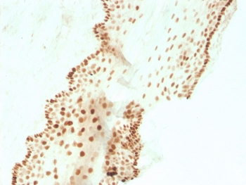Recombinant SOX2 Antibody