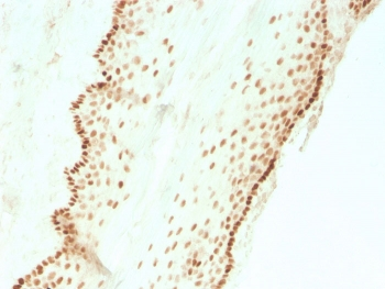 Recombinant SOX2 Antibody