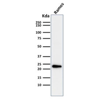 LMO2 Antibody / Rhombotin 2