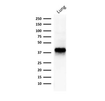 EpCAM Antibody