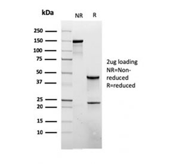 Recombinant CD45RB Antibody