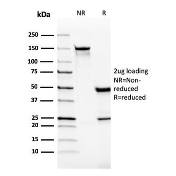 VISTA Antibody / GI24