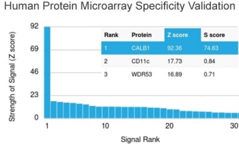 Calbindin Antibody / CALB1
