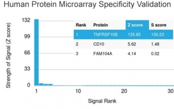 DR5 Antibody / TRAIL R2 / TNFRSF10B / CD262
