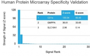 CD1a Antibody