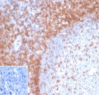 Recombinant CD3e Antibody