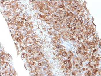CD63 Antibody / LAMP-3