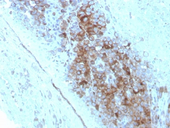 CD63 Antibody / LAMP-3