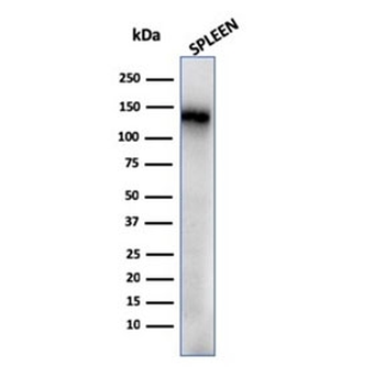 Recombinant CD68 Antibody