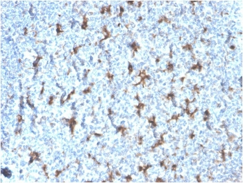 Recombinant CD68 Antibody