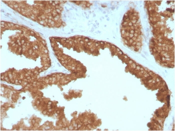 c-RET Antibody / RET