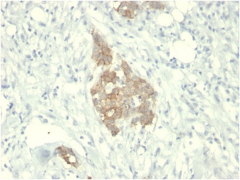 c-RET Antibody / RET