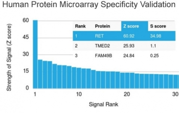 c-RET Antibody / RET