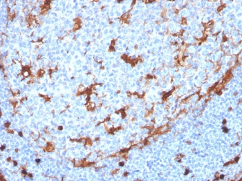 Recombinant Annexin A1 Antibody