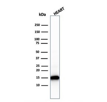 Recombinant Cytochrome C Antibody