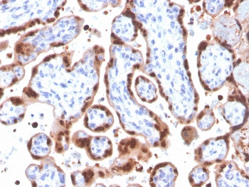 HIF1 alpha Antibody