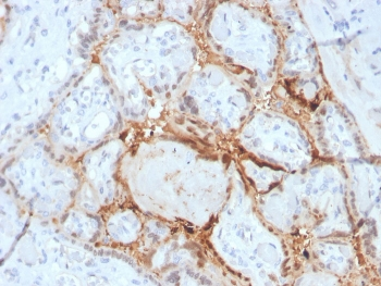HIF1 alpha Antibody