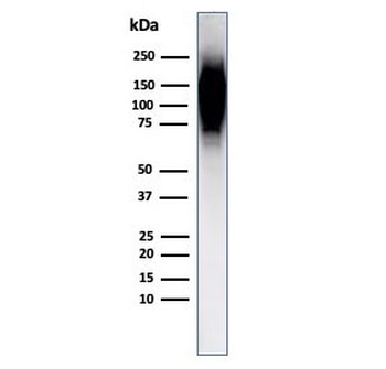 HIF1 alpha Antibody