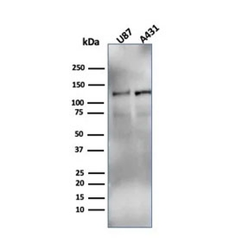 HIF1 alpha Antibody