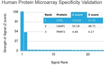 CD5L Antibody / CD5 Ligand