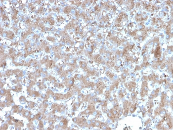 A20 Antibody / TNFAIP3