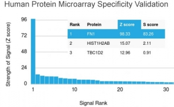 Fibronectin Antibody