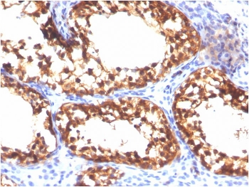 Vinculin Antibody