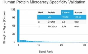 Vinculin Antibody