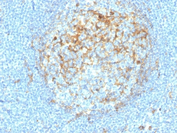 Recombinant CD14 Antibody