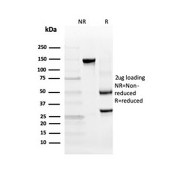 TIM3 Antibody / HAVCR2