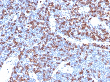 Recombinant CD8A Antibody