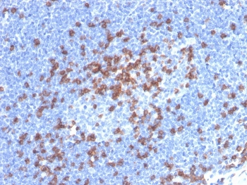Recombinant CD8A Antibody