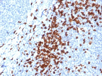 Recombinant CD8A Antibody
