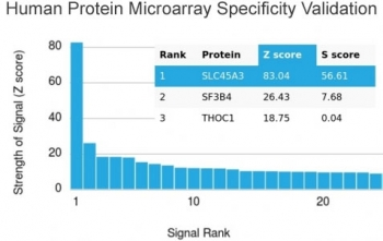 Recombinant Prostein Antibody / SLC45A3
