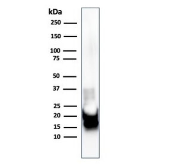 MBP Antibody