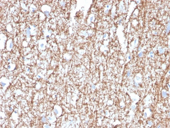 MBP Antibody