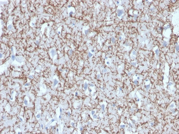 MBP Antibody