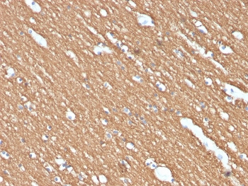Myelin Basic Protein Antibody