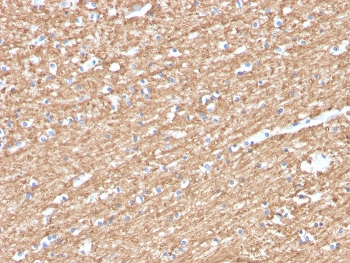 Myelin Basic Protein Antibody