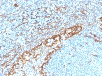 Recombinant Podoplanin Antibody