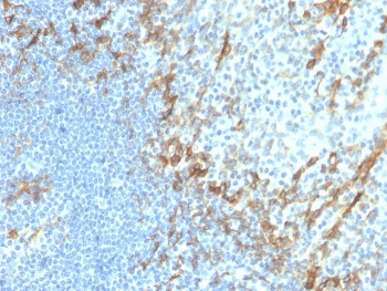 Recombinant Podoplanin Antibody