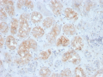 FGF23 Antibody / Fibroblast Growth Factor 23