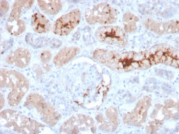 FGF-23 Antibody / Fibroblast Growth Factor 23