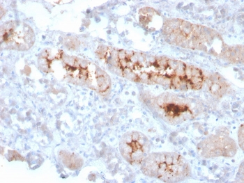 FGF-23 Antibody / Fibroblast Growth Factor 23