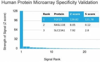 FGF-23 Antibody / Fibroblast Growth Factor 23