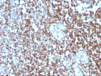 CD27 Antibody