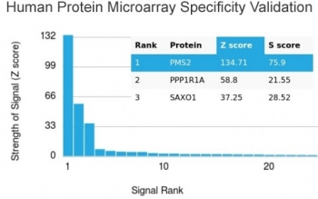 Recombinant PMS2 Antibody / PMS1 homolog 2